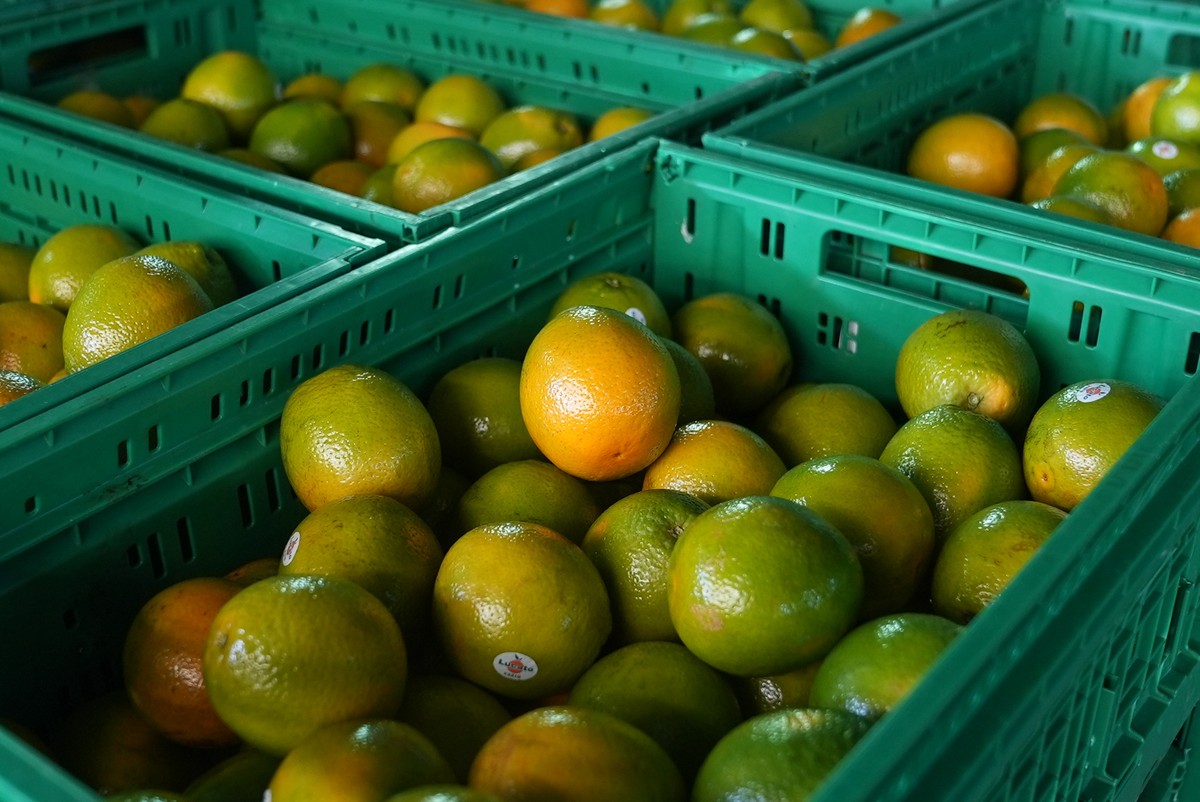 Entenda por que os preços da laranja subiram em julho mesmo com demanda menor no inverno | Piracicaba e Região