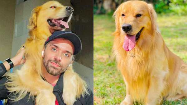 Após a morte do cão Joca, governo anuncia diretrizes para transporte de pets em aviões