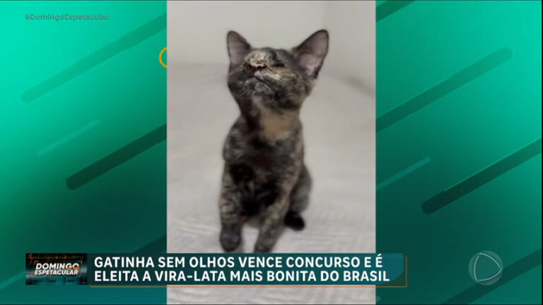 Bichos Curiosos : gatinha sem olhos vence concurso e é eleita a vira-lata mais bonita do Brasil
