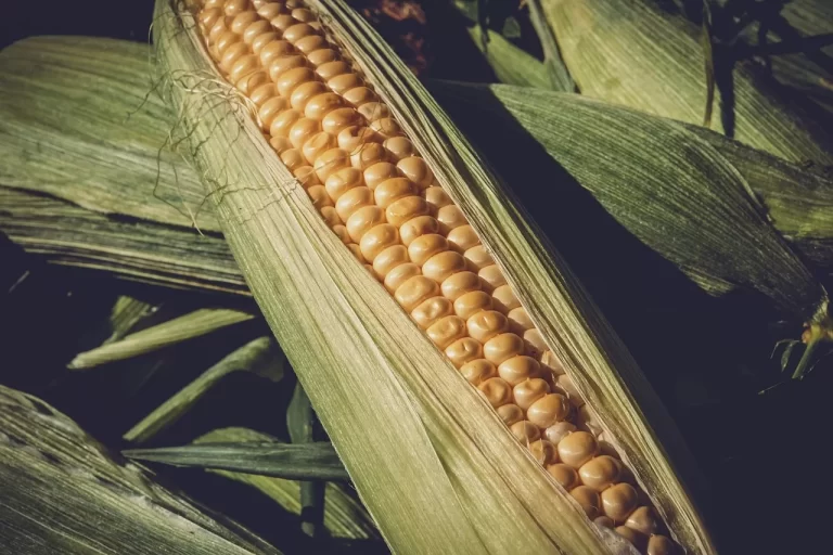 Situação do milho preocupa com perda de produtividade e preço estagnado