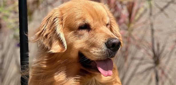 transporte de animais em aéreas acumula reclamações