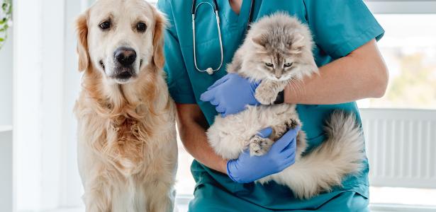 Investir em um plano de saúde para animal de estimação vale a pena?