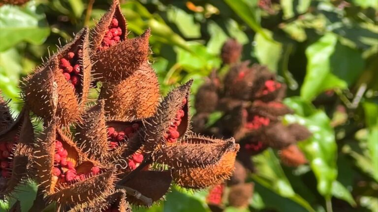 É época de colheita de urucum