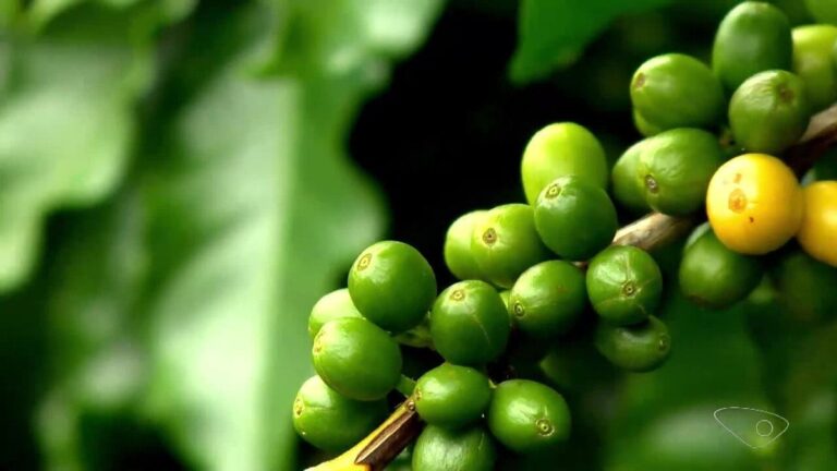 Pesquisa quer descobrir espécies de café que se adaptam em cada região para diminuir perdas por pragas e aumentar a produtividade