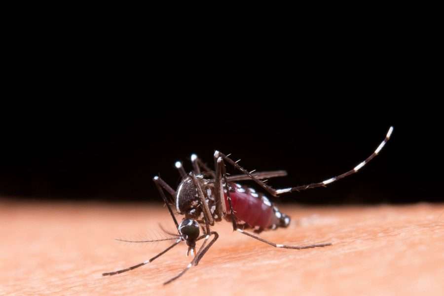 mosquito scaled 900x600 1 band fm conquista